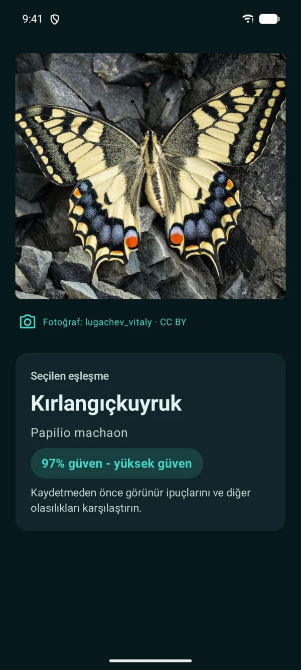 Butterfly Discover — Kelebekler ve güveler